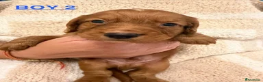 Cocker Spaniel 2