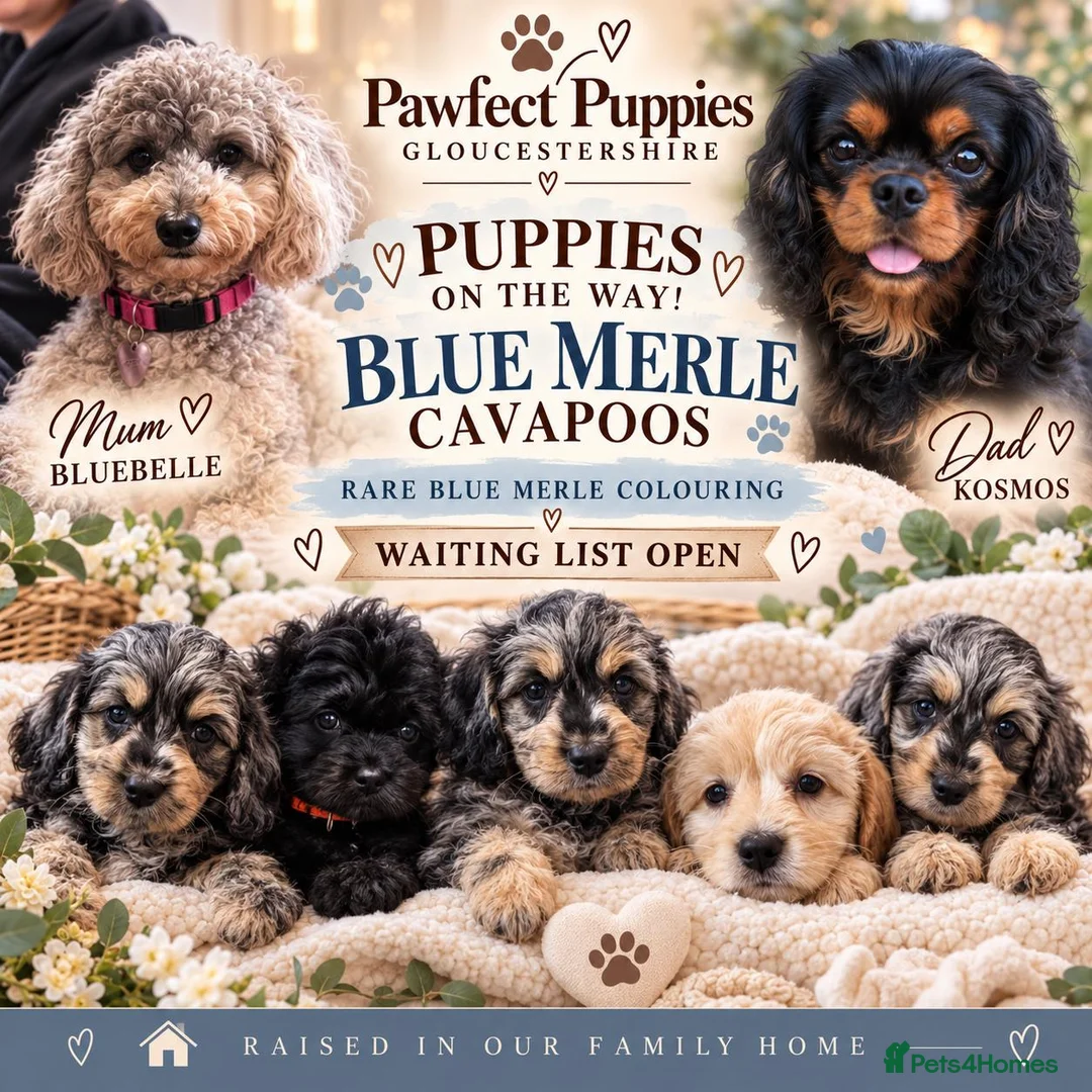 Cavapoo dogs for sale: Rare Blue Merle Cavapoos –Waiting List Open! - Advert 1