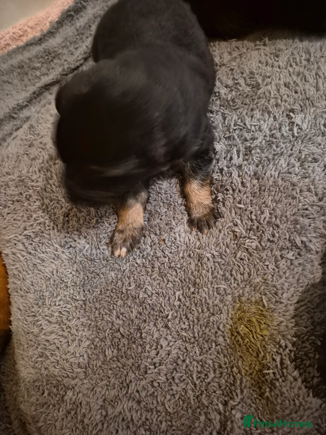 Mixed Breed dogs for sale: 5 shollie pups - Advert 8