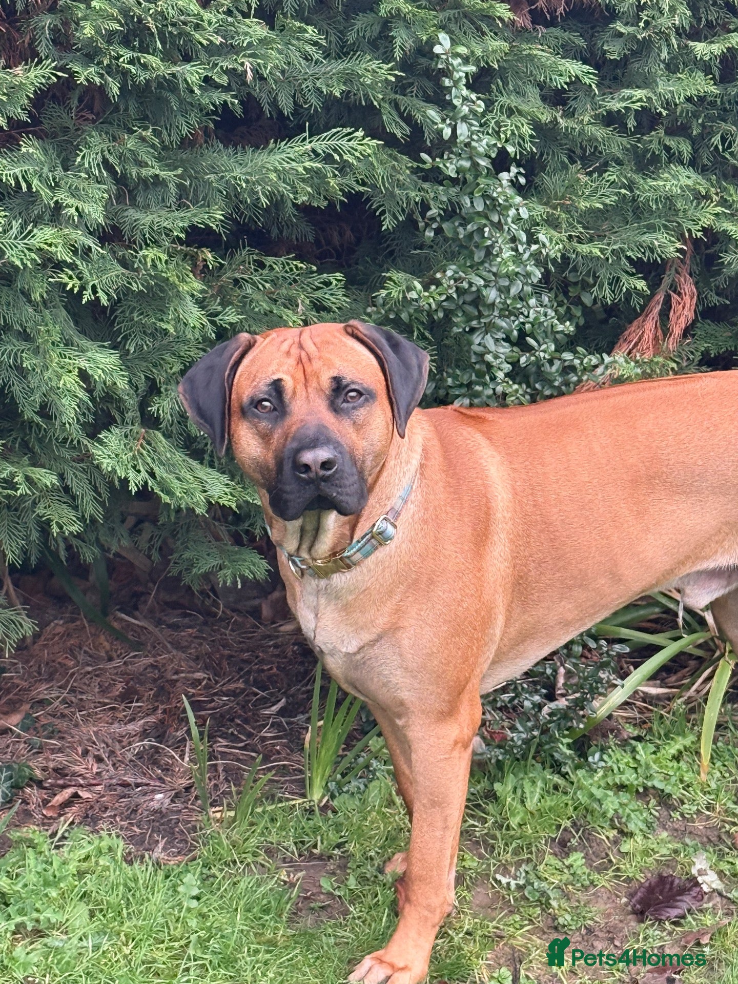 Rhodesian Ridgeback dogs 🐾 Handsome Rhodesian Ridgeback Available for Stud - Advert 1