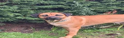Rhodesian Ridgeback dogs for stud: 🐾 Handsome Rhodesian Ridgeback Available for Stud - Advert 1