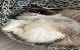 Ragdoll cats for sale: Zhuri - Advert 4