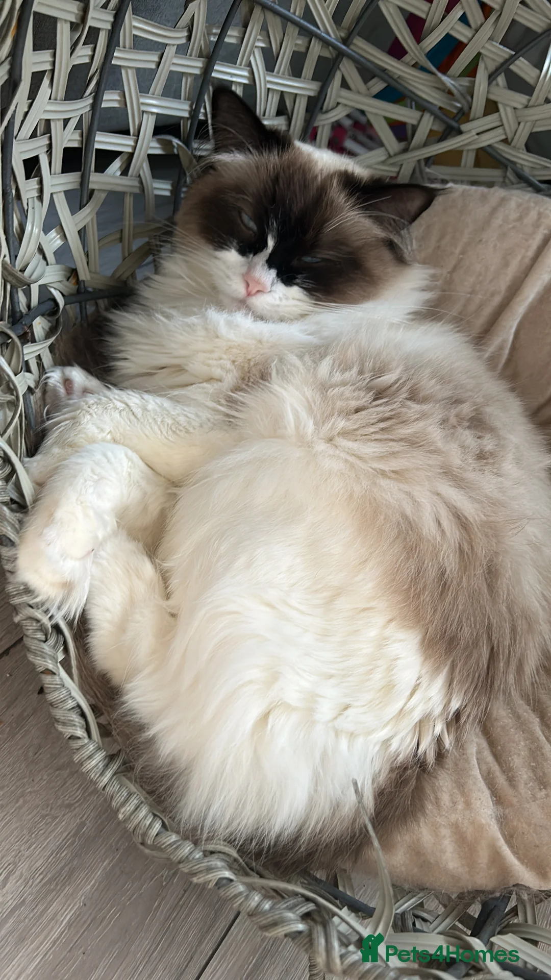 Ragdoll cats for sale: Zhuri - Advert 4