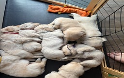 Golden Retriever dogs for sale: Golden Retriever Chunky Puppies for sale - Image 3