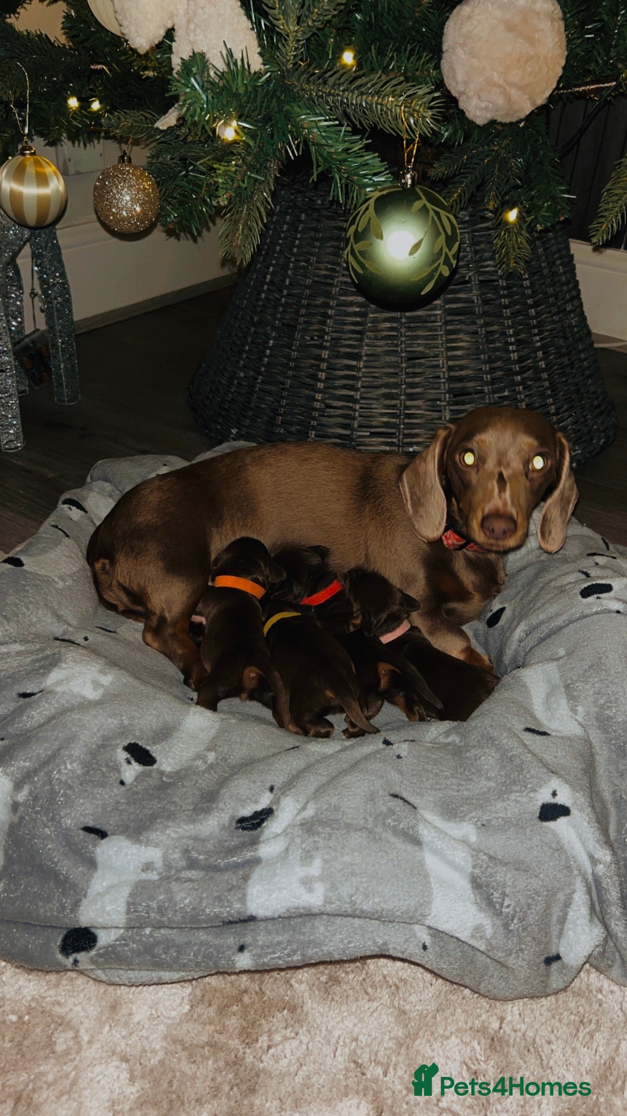 Miniature Dachshund dogs Our chocolate and tan pups  - Advert 2