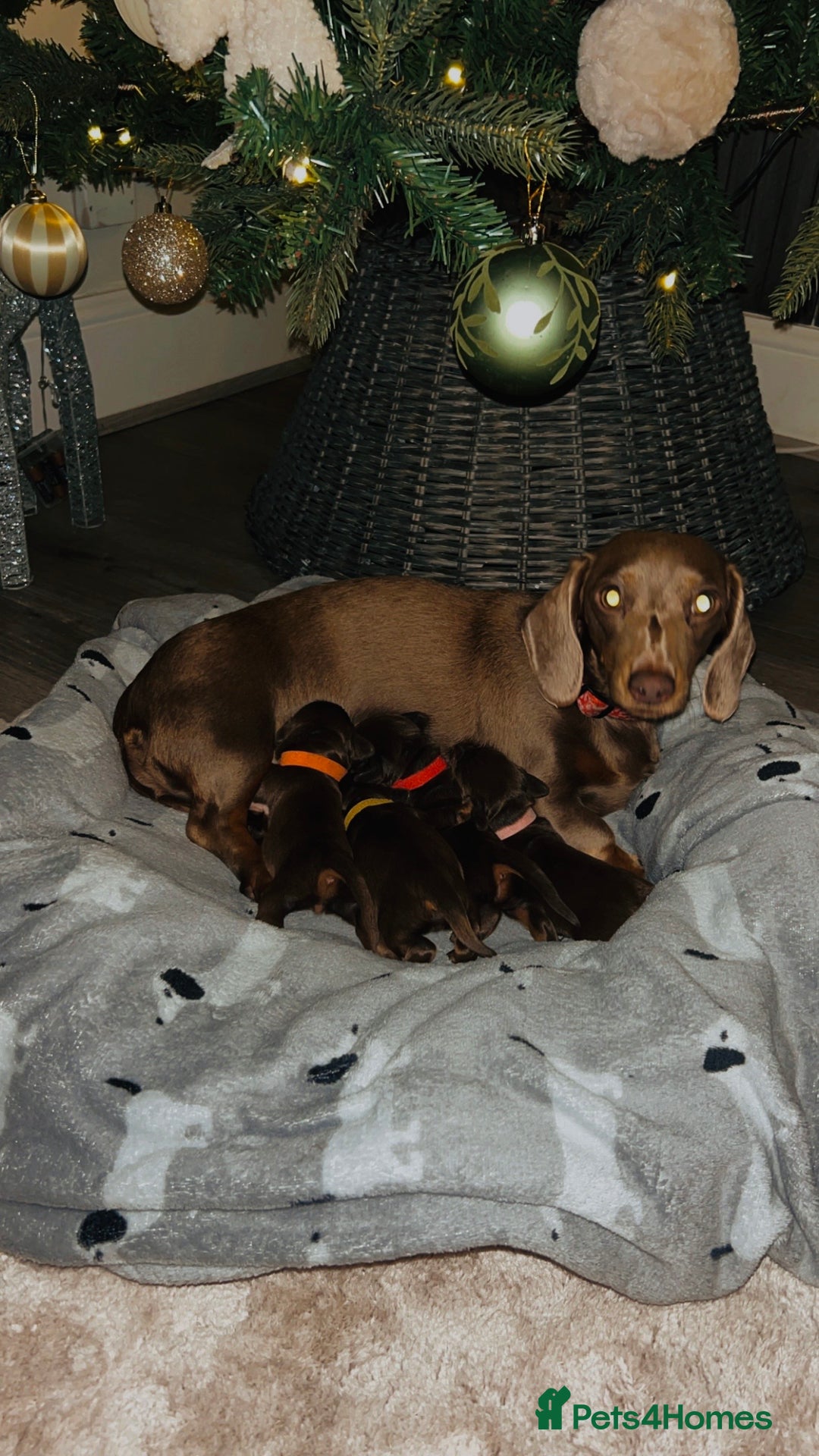 Miniature Dachshund dogs for sale: Our chocolate and tan pups  - Advert 1