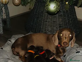 Miniature Dachshund dogs Our chocolate and tan pups - Advert 7
