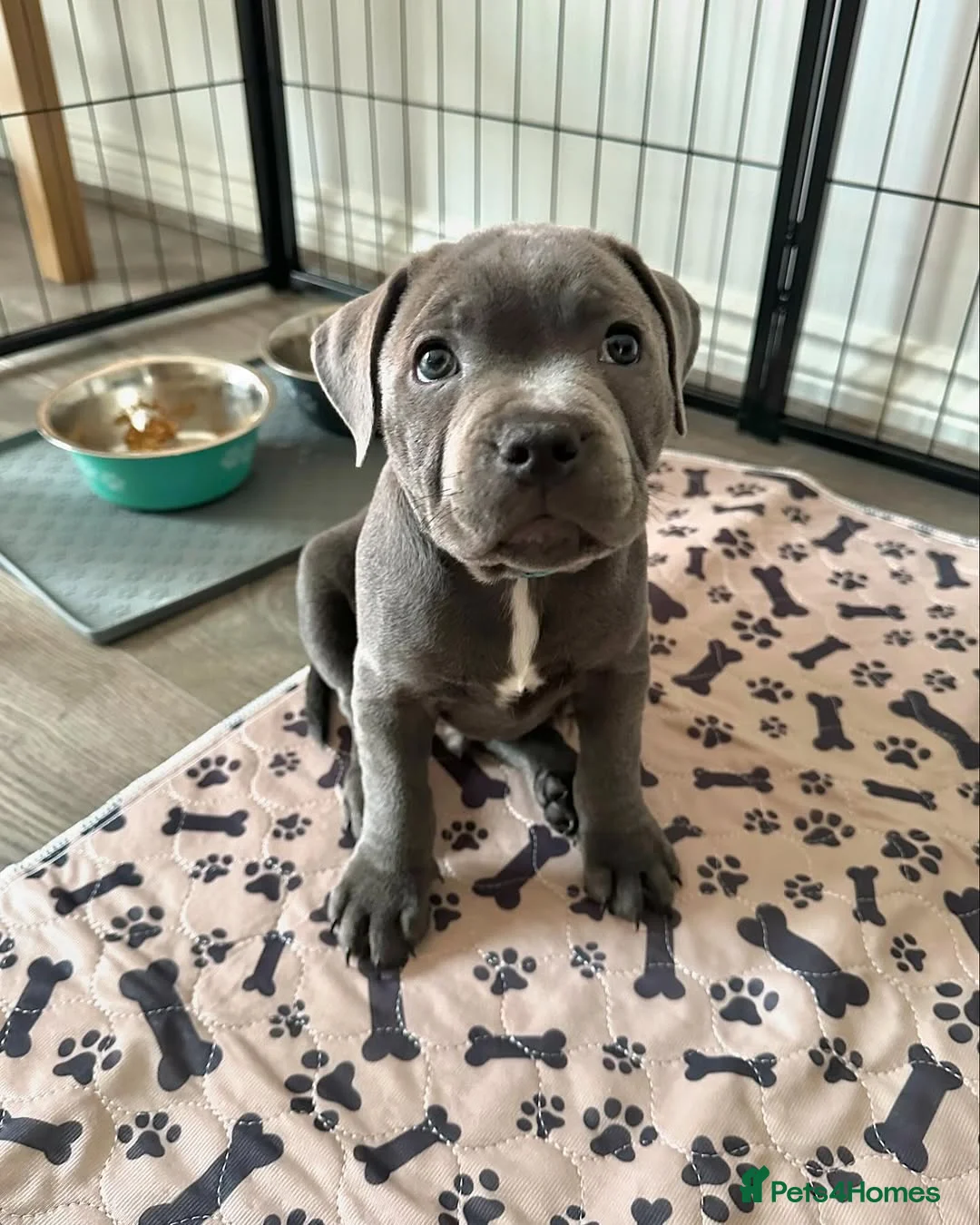 Staffordshire Bull Terrier dogs for sale: Beautiful Staffordshire Bull Terrier Puppies  in London - Advert 15