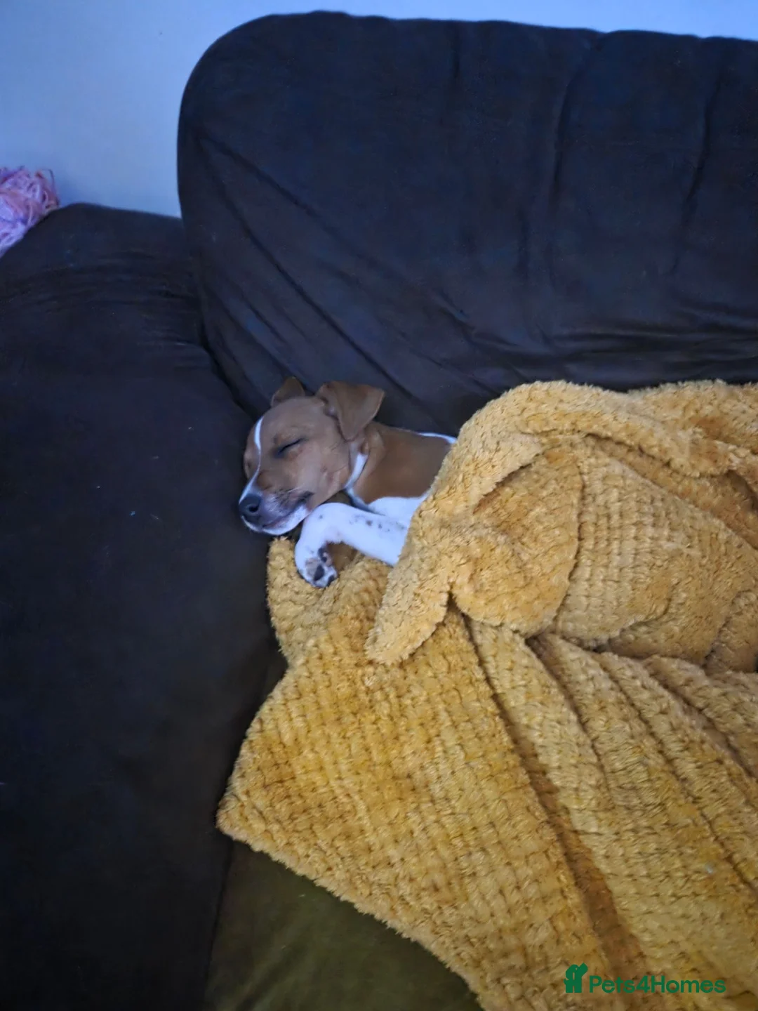 Mixed Breed dogs for sale: Male jack Russell  in Holywell - Advert 5