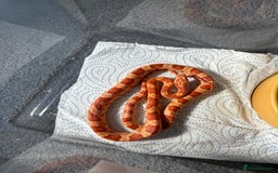 Corn Snake reptiles for sale: CORN SNAKES X 2 in full set ups - Image 4