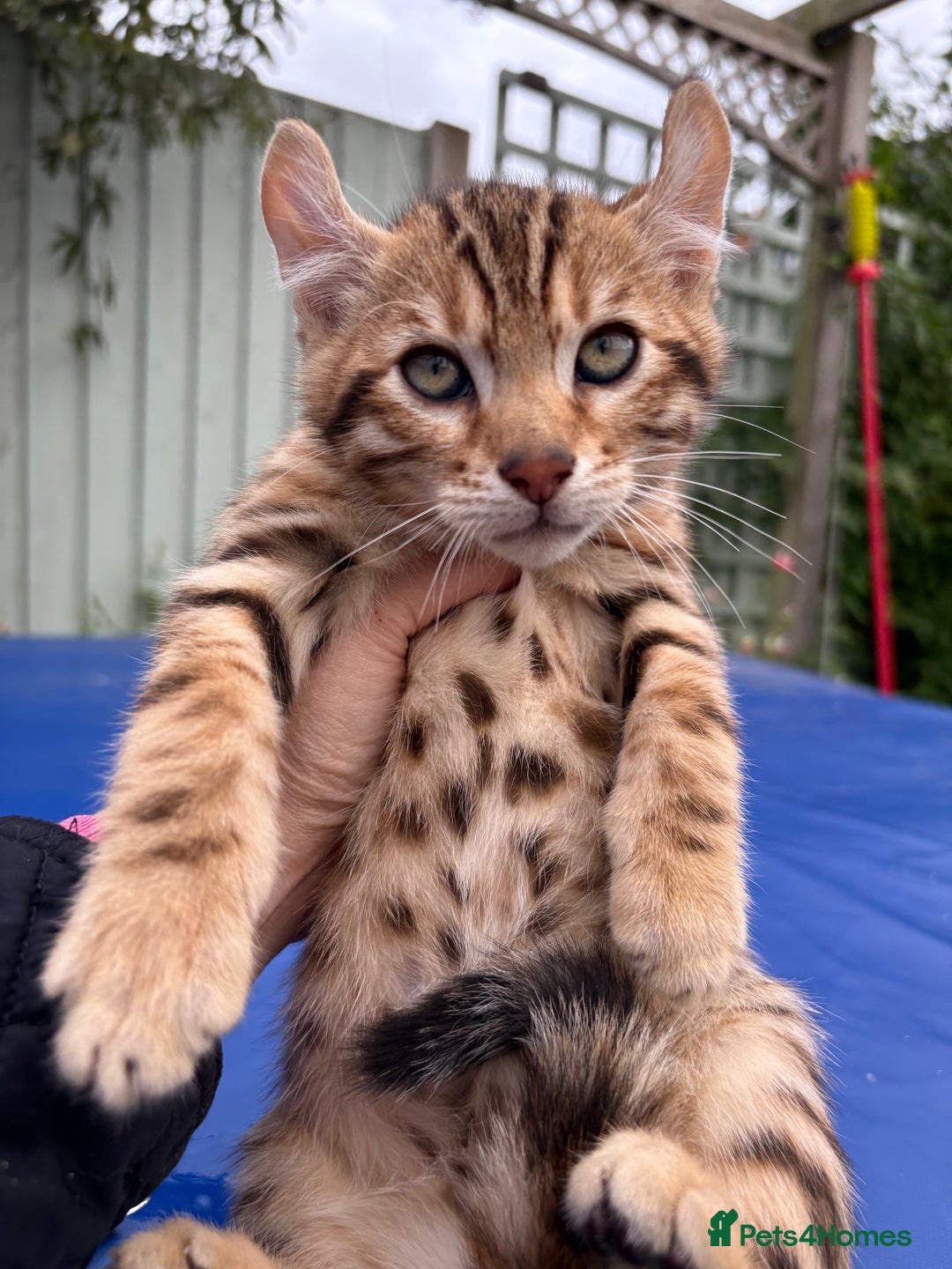 Keetso cats for sale: Rare curled eared rosetted keetso male  - Advert 5