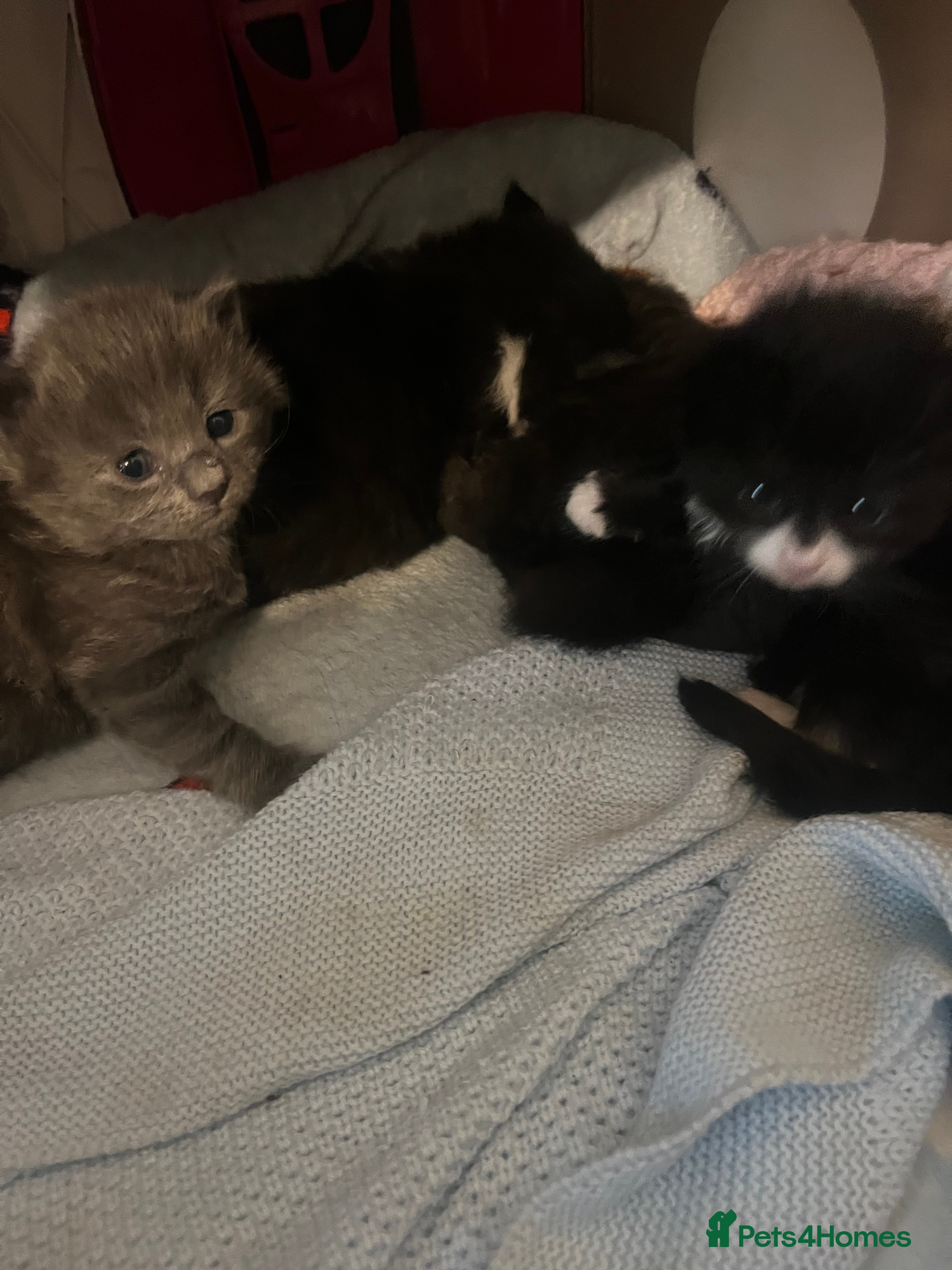 Mixed Breed cats  Stunning Persian Blue Tuxedo X kittens🩵🩷 - Advert 16