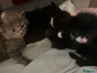 Mixed Breed cats Stunning Persian Blue Tuxedo X kittens🩵🩷 - Advert 16