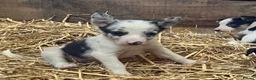 Border Collie dogs for sale: Collies for sale  in Newtown - Advert 12