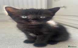 Ragdoll cats for sale: Very friendly Affectionate Ragdoll x kitten - Image 6