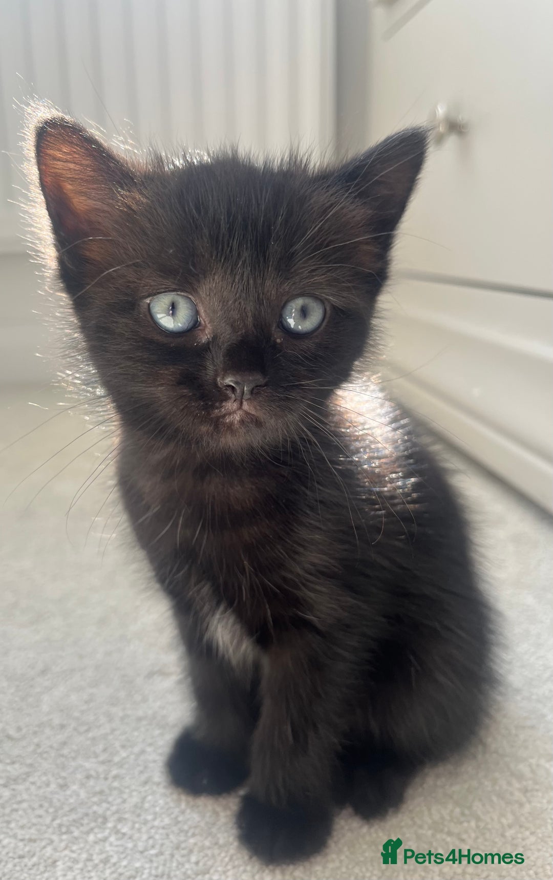 Ragdoll cats for sale: Very friendly Affectionate Ragdoll x kitten - Image 6