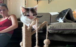 British Shorthair cats for sale: 4 male british short haired x kittens - Image 4