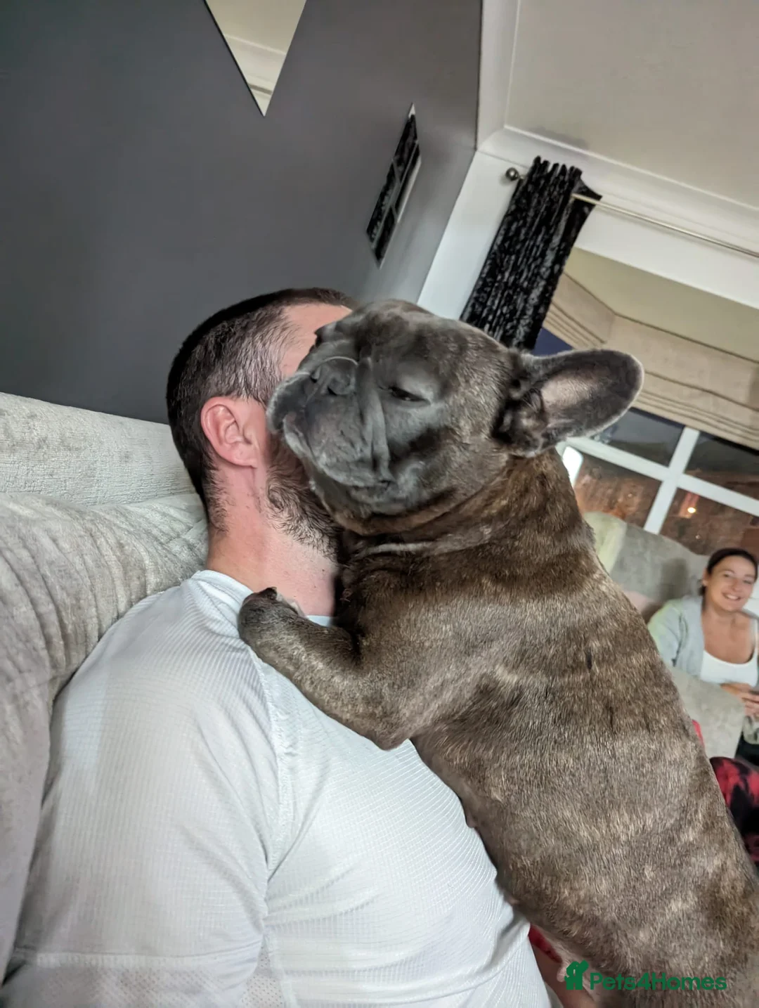 French Bulldog dogs for adoption: 🩶🐾 LILO – A Little Frenchie with a Huge Heart🩶 in Nottingham - Advert 9