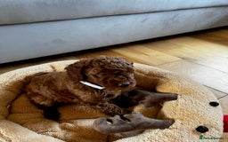 Miniature Poodle dogs for sale: 5 generation pedigree beautiful red mini poodles - Image 5