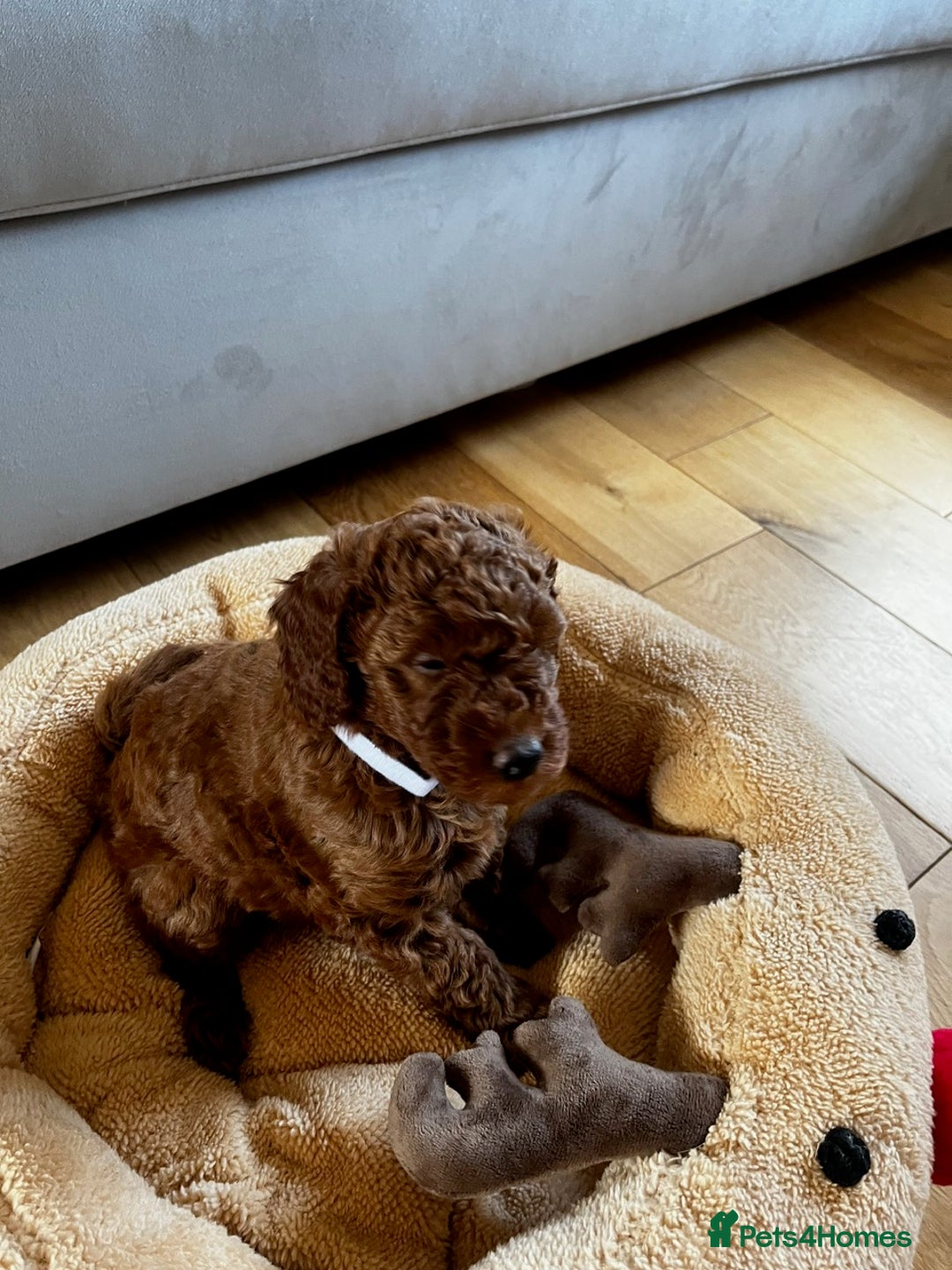 Miniature Poodle dogs for sale: 5 generation pedigree beautiful red mini poodles - Image 5