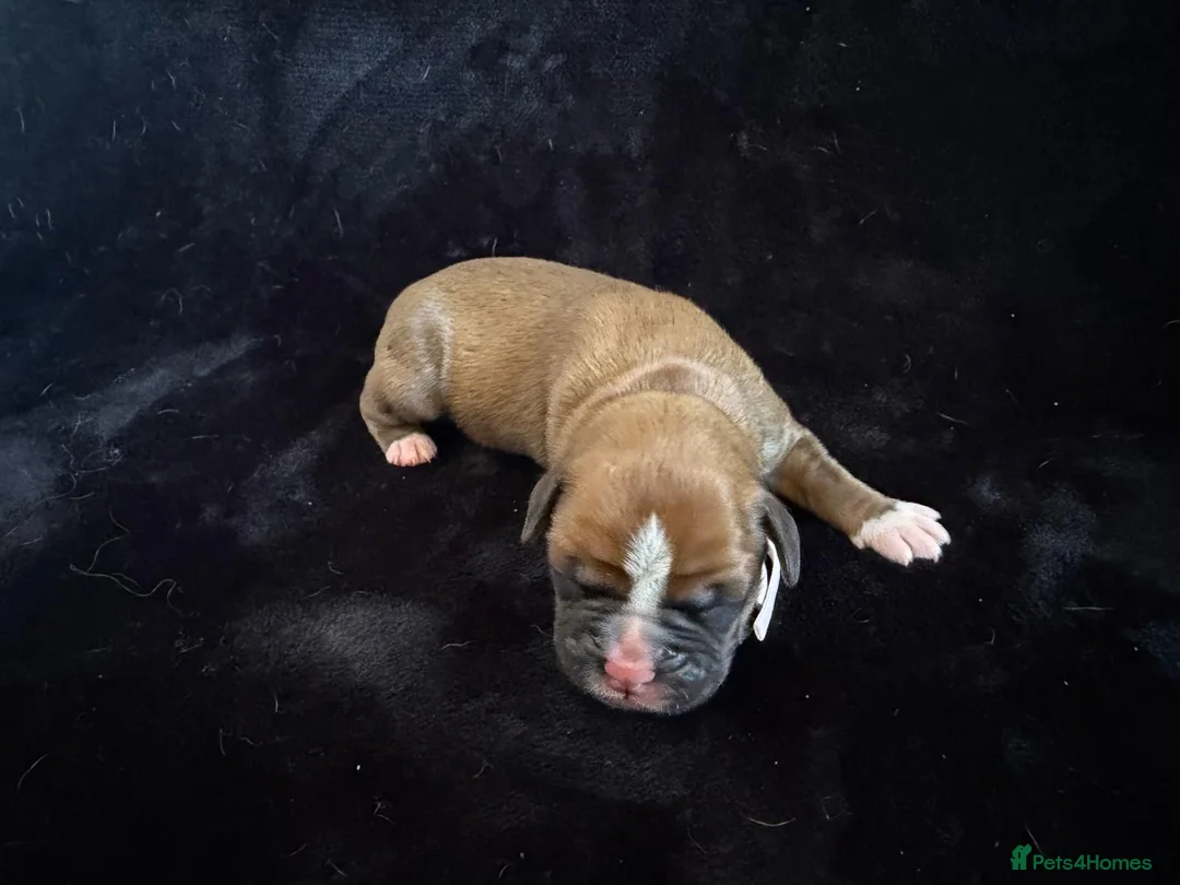 Boxer dogs for sale: Boxer - Advert 2