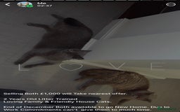 British Shorthair cats for sale: British short hair Cats - Advert 1