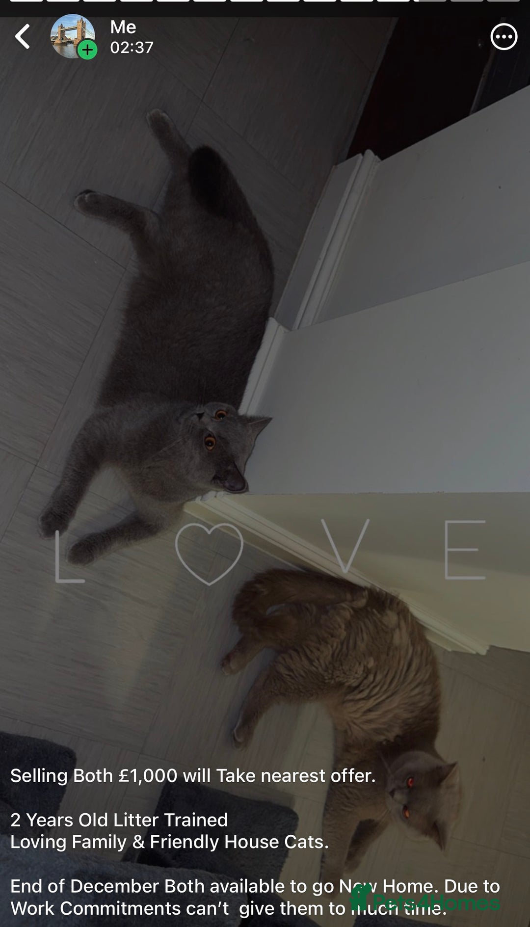 British Shorthair cats for sale: British short hair Cats - Advert 1