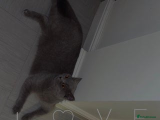 British Shorthair cats for sale: British short hair Cats - Advert 1