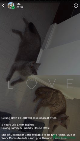 British Shorthair cats British short hair Cats - Advert 1