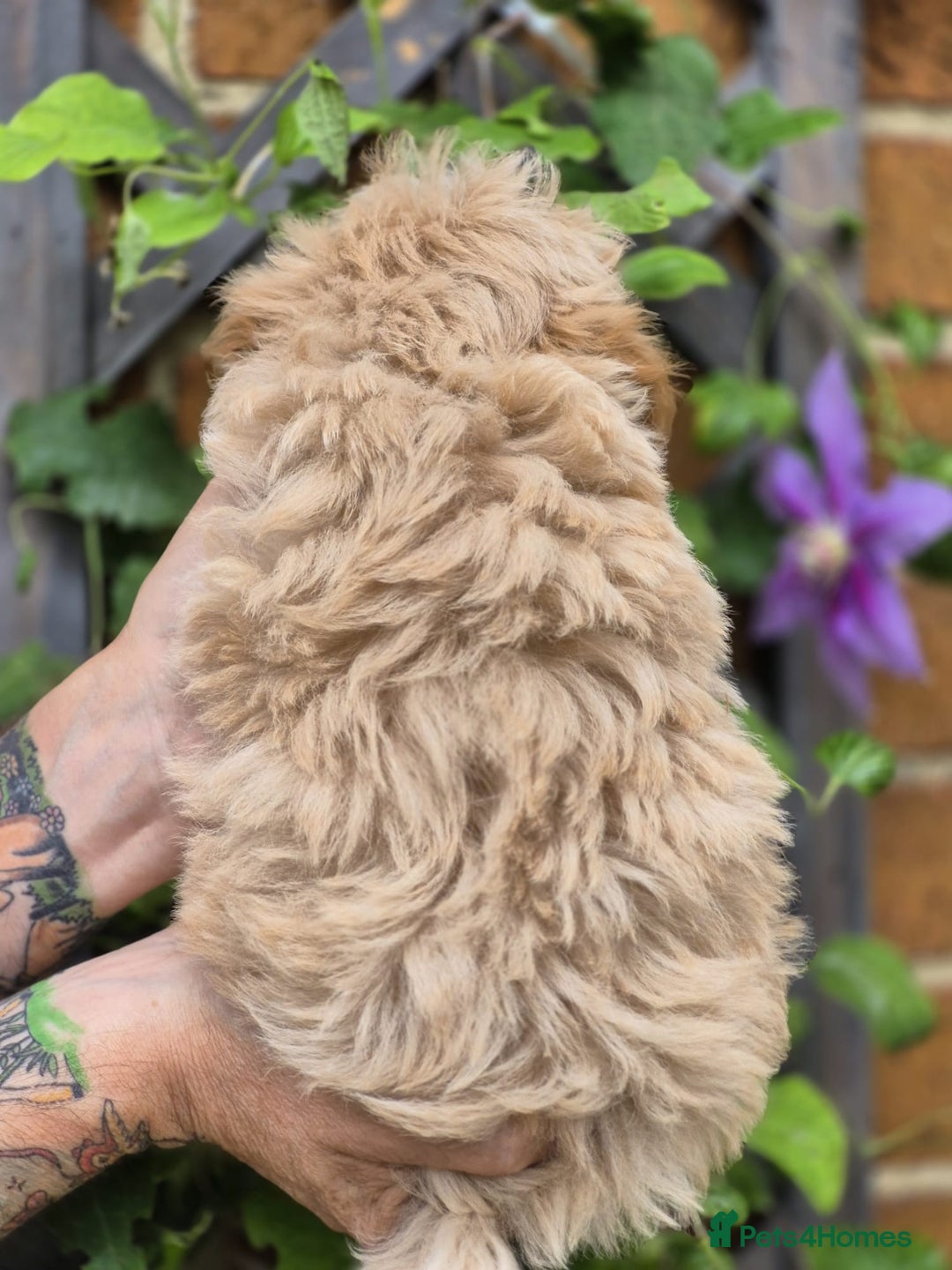Maltipoo dogs for sale: Amazing TeddyBear Asian Korean Maltipoo puppies - Image 20