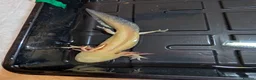 Axolotl reptiles for sale: Beautiful hypo baby Axolotls available last few  - Advert 4