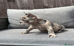 French Bulldog dogs for sale: French Bulldog Puppies–4 Girls & 2 Boys READY NOW  in Walton-on-Thames - Image 28