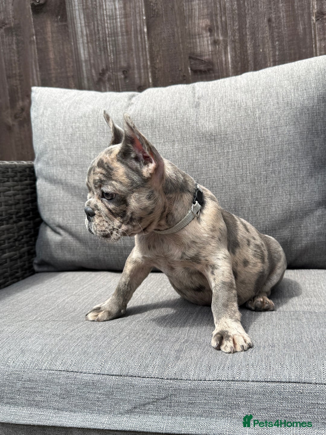 French Bulldog dogs for sale: French Bulldog Puppies–4 Girls & 2 Boys READY NOW  in Walton-on-Thames - Image 28