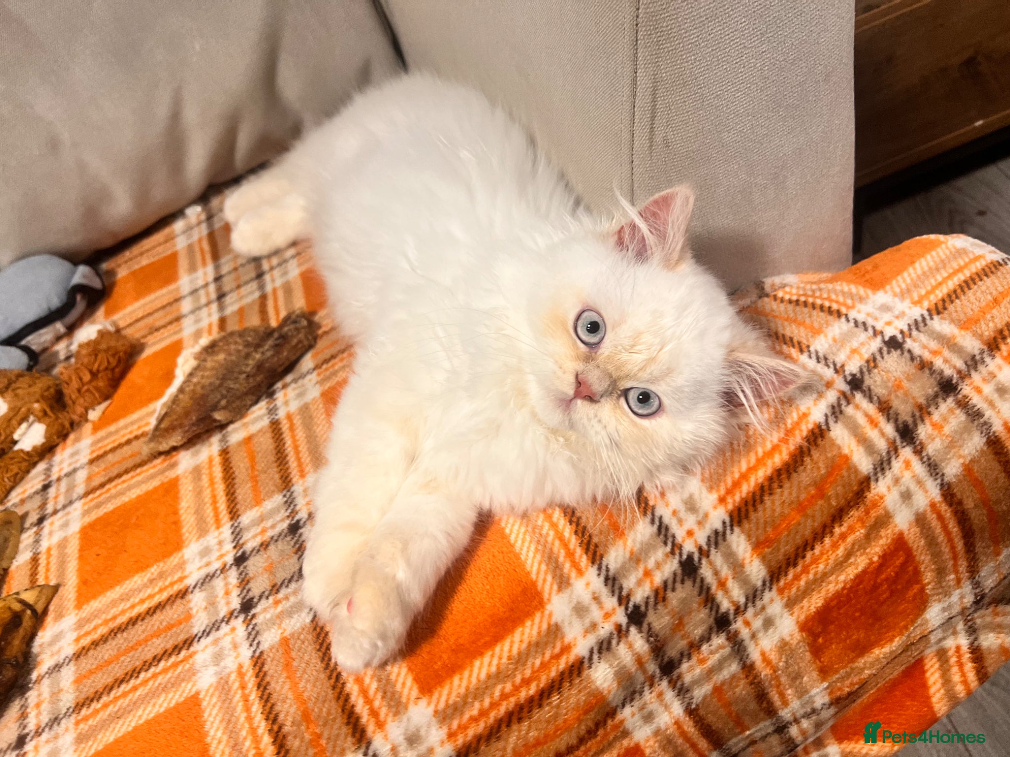 British Longhair cats One boy left Persian Mum / Registered BLH Dad - Advert 10
