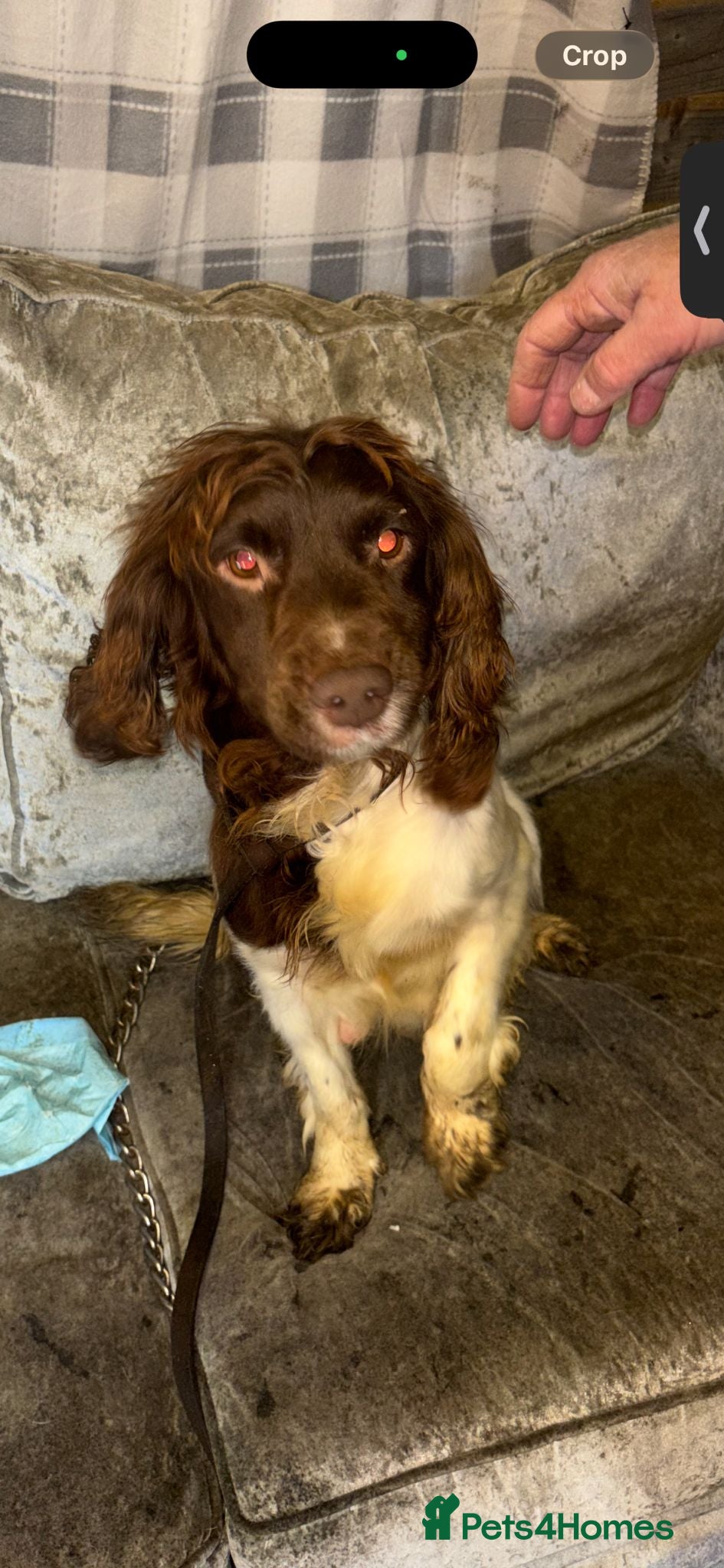 Cockapoo dogs Cockapoo pups  - Advert 10