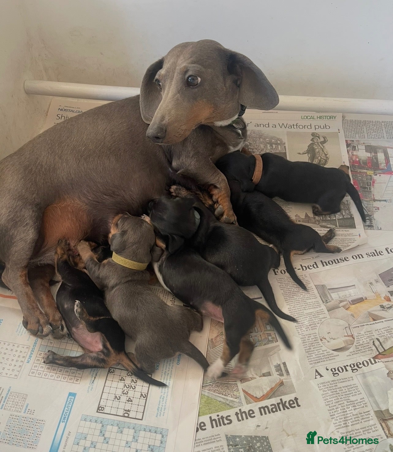 Miniature Dachshund dogs Miniature dachshund puppies - beautiful  - Advert 2