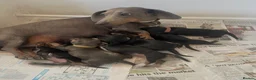 Miniature Dachshund dogs for sale: Miniature dachshund puppies - beautiful  - Advert 2