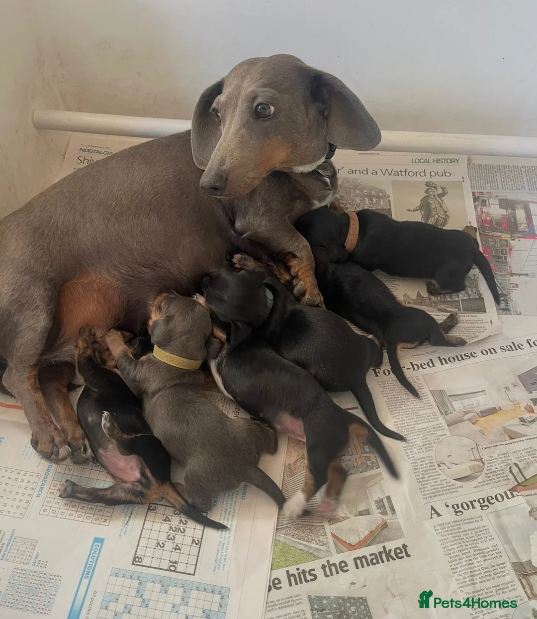 Miniature Dachshund dogs for sale: Miniature dachshund puppies - beautiful  - Advert 2