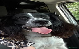 English Springer Spaniel dogs for sale: 🐾 Pedigree English Springer Spaniel Puppies 🐾 - Image 7