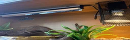 Corn Snake reptiles for sale: Gorgeous Cinder Corn Snake and full set up in Andover - Advert 10