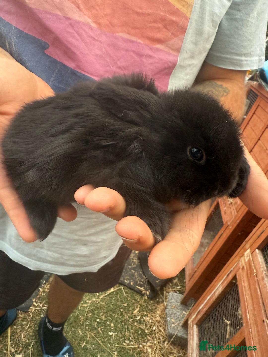 Mini Lop rabbits for sale: Mini lop - Image 15