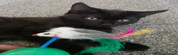 Mixed Breed cats for sale: Half maincoon kitten available for a loving home - Advert 2