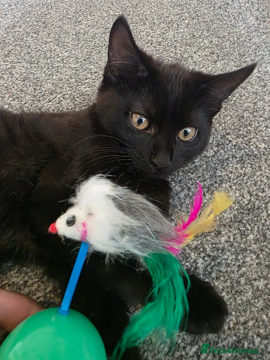 Mixed Breed cats for sale: Half maincoon kitten available for a loving home - Advert 2