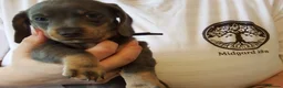 Miniature Dachshund dogs for sale: Blue and tan Mini dachshund pups ready !! 5 left!  in Newport - Advert 13