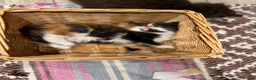 Turkish Angora cats for sale: Turkish Angora Playful Kittens - Advert 23