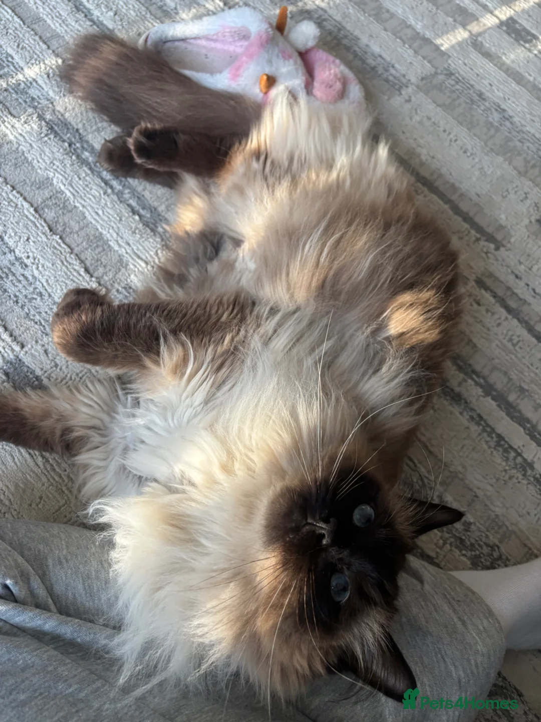 Ragdoll cats for sale: seal mitted ragdoll boy for sale  in Birmingham - Advert 8