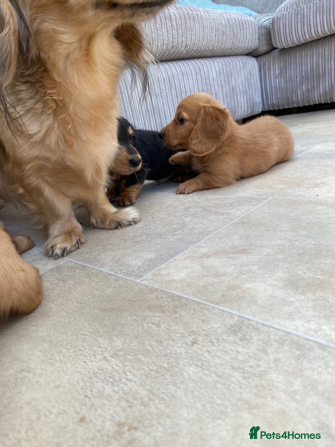 Miniature Dachshund dogs for sale: KC Reg long hair mini dachshunds “Ready now” - Image 23