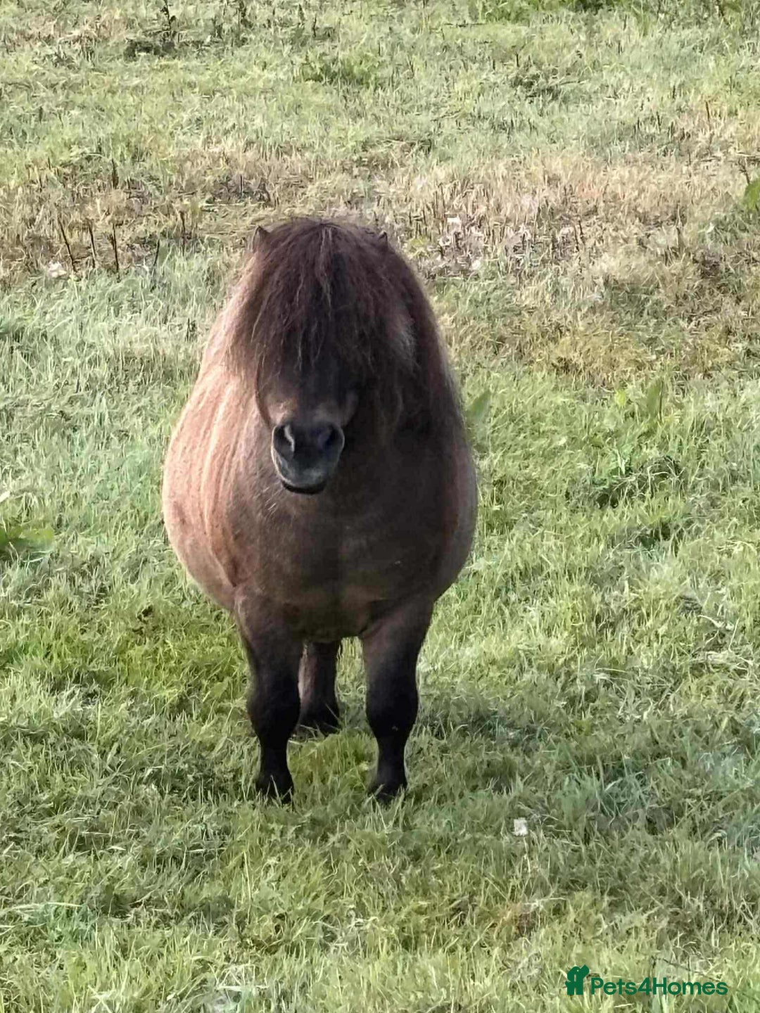Shetland pony horses for sale: Buckskin roan colt  - Image 8