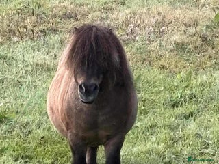 Shetland pony horses - Advert 23