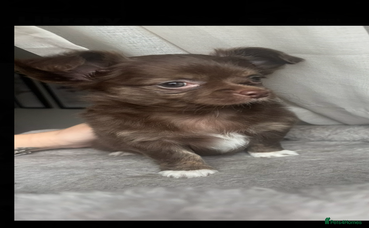 Chihuahua dogs - Advert 13